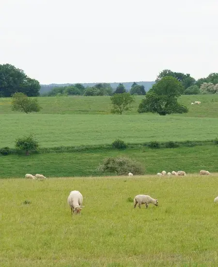 moutons-paysage.JPG
