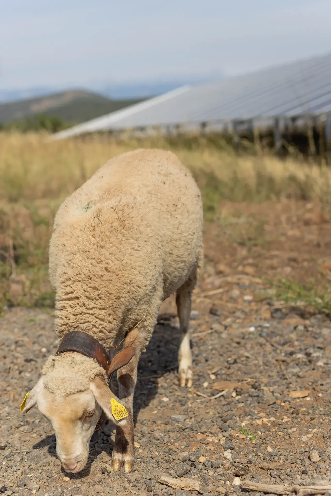 Brebis en écopaturage sur un site solaire