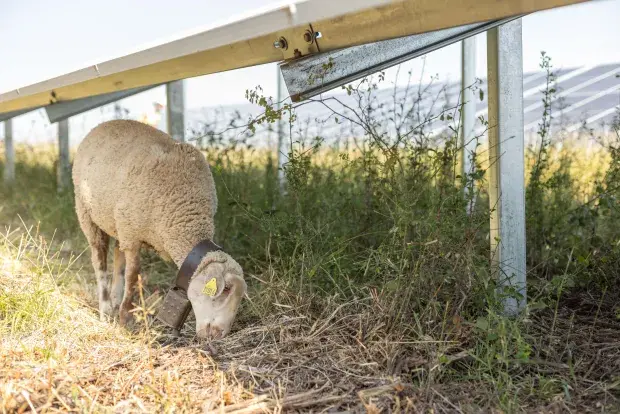 Brebis sous panneaux solaires
