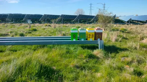 Ruches installées sur une parc solaire en France