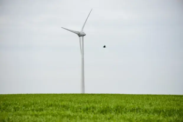 Oiseau volant en sécurité à proximité d'une éolienne