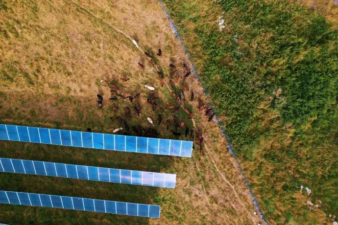 Champ avec des panneaux solaires et un troupeau bovin